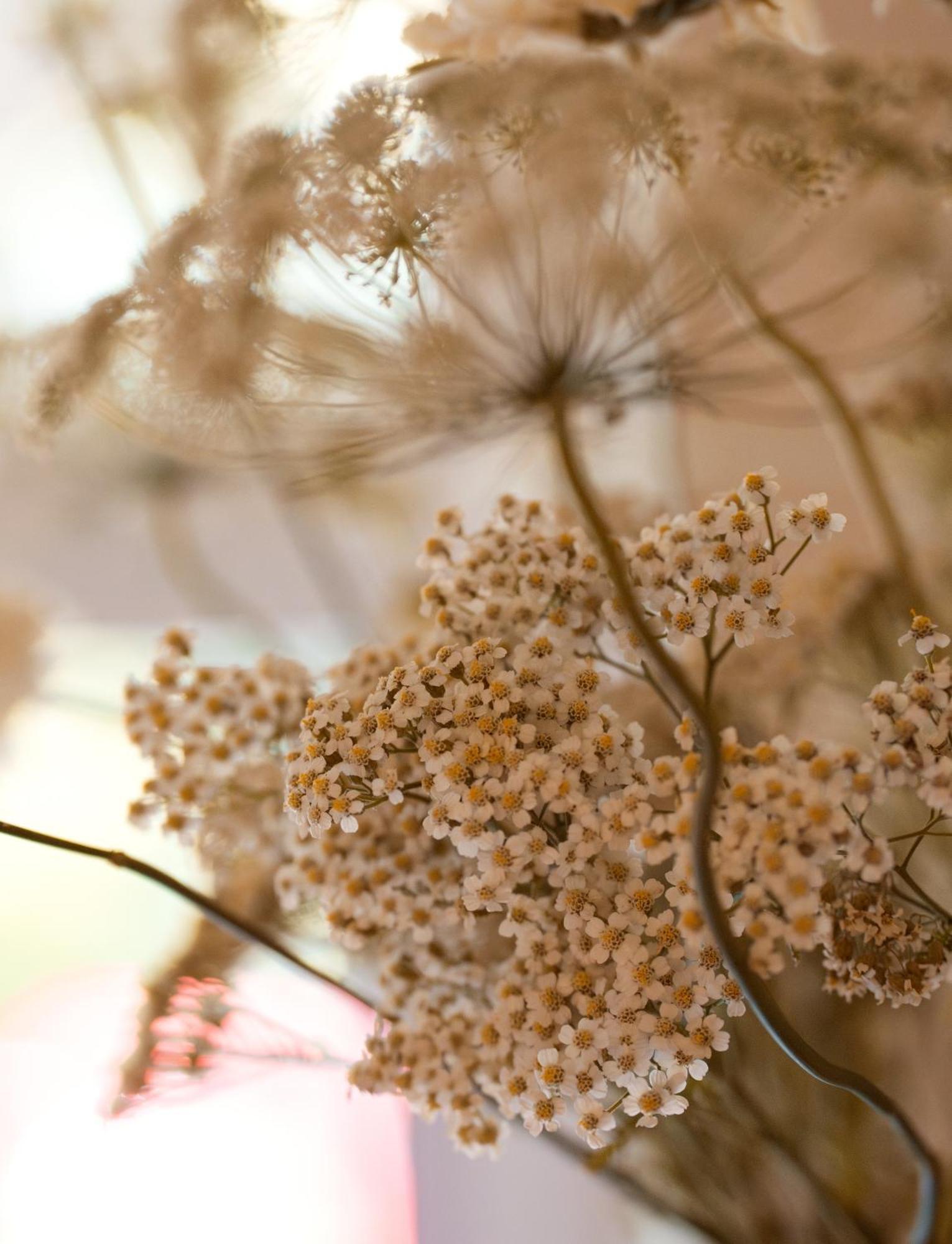 Leighton House - Boutique Guesthouse Бат Экстерьер фото Dried chamomile flowers